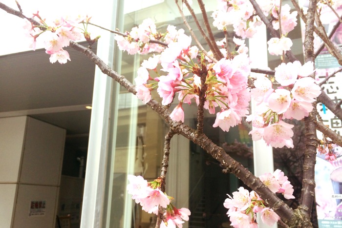 麻布十番の事務所の近くの桜