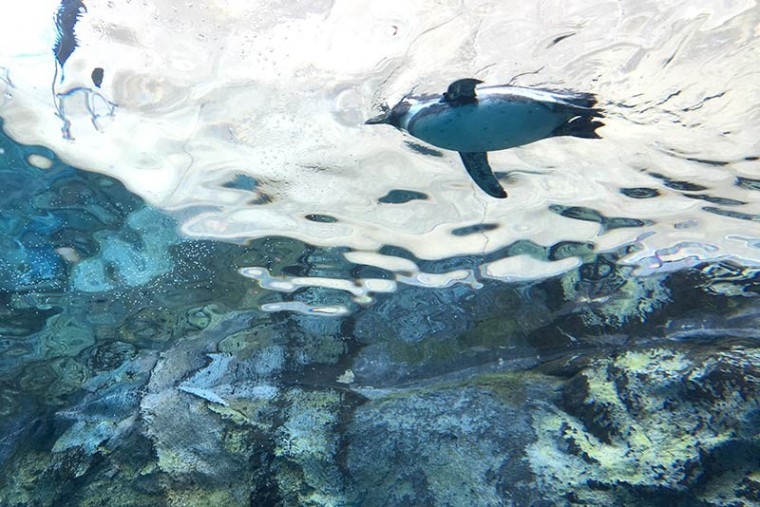 旭山動物園：ペンギン