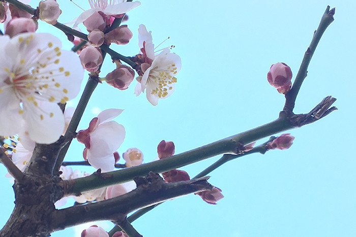 2017年初桜
