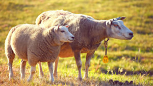 羊が2匹仲良く並んだ画像